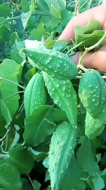 东北人吃瓜视频,吃瓜视频里的独特美食文化