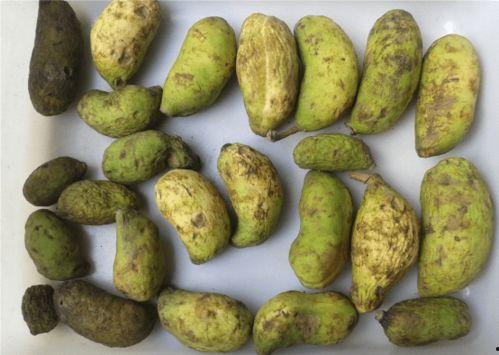 东北吃八月瓜视频大全播放,视频大全播放揭秘