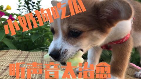 狗狗吃瓜配音视频下载,狗狗吃瓜配音视频趣味下载