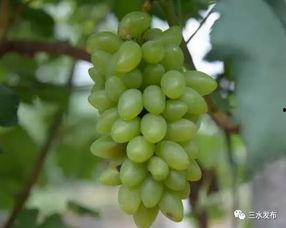 三水吃瓜视频,揭秘网络热点的背后真相