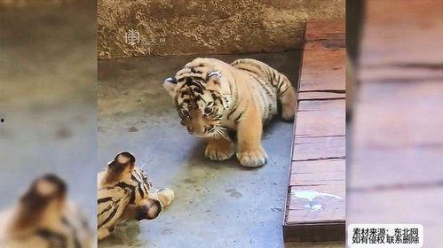 小老虎吃瓜群众视频播放,揭秘网络红人现象背后的故事